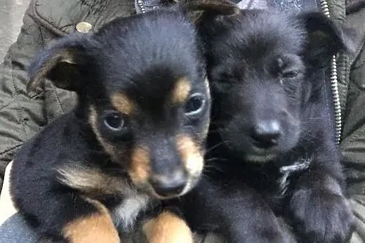 Malutki szczeniak szuka domu! PACINO - adoptuj go,