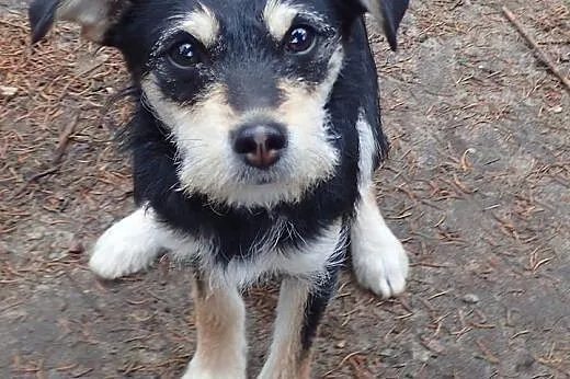 Mgiełka 7 miesięczna sunia potrzebuje pilnie dobre