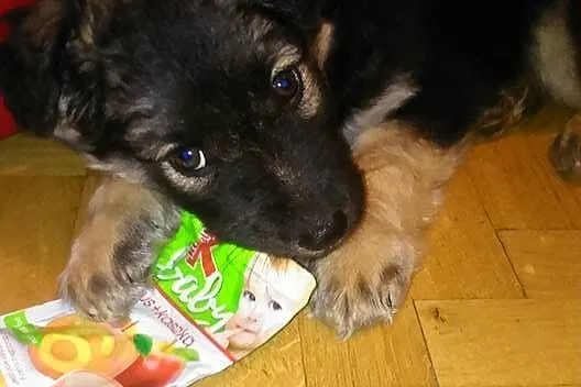 9 tygodniowe MALUSZKI szukają super domów!