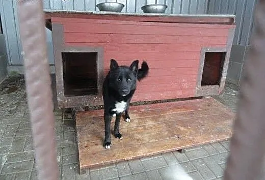 Czarnulek do adopcji !, dolnośląskie Wrocław