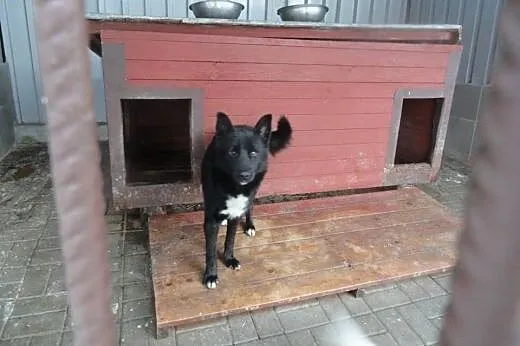Czarnulek do adopcji !,  dolnośląskie Wrocław