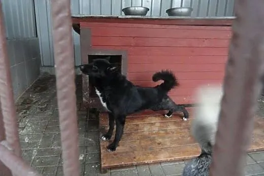 Czarnulek do adopcji !,  dolnośląskie Wrocław
