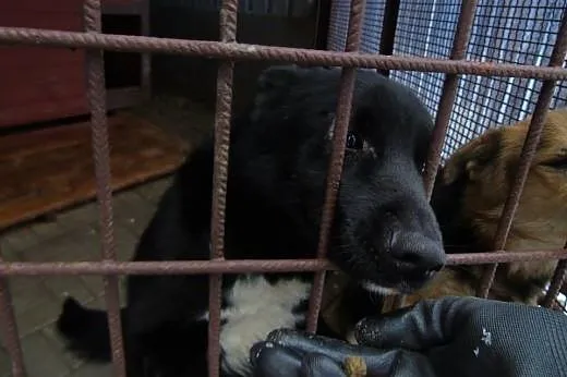 Czarnulek do adopcji !,  dolnośląskie Wrocław