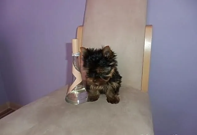 Yorki Yoreczki York śliczne miniatureczki
