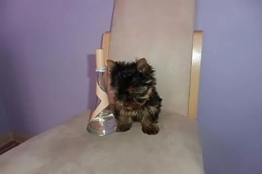 Yorki Yoreczki York śliczne miniatureczki