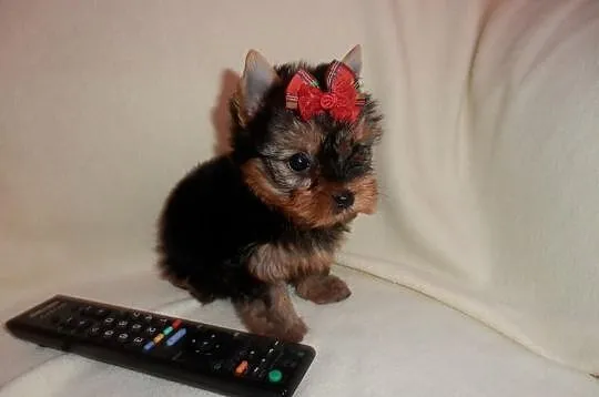 Yorki Yoreczki York śliczne miniatureczki