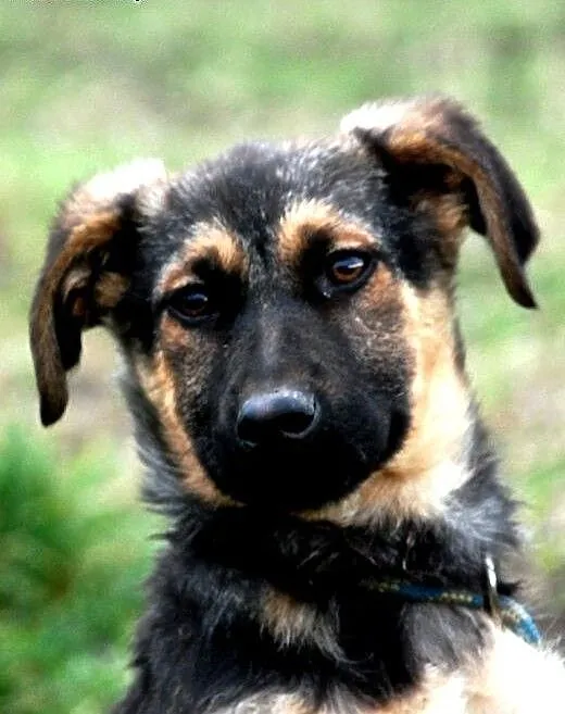 Gajunia szczeniak mix owczarek 4 mce ADOPCJA, mał