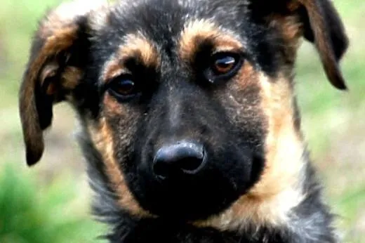 Gajunia szczeniak mix owczarek 4 mce ADOPCJA, małopolskie Kraków