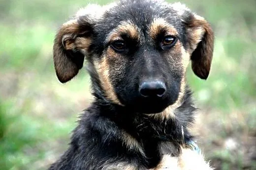 Gajunia szczeniak mix owczarek 4 mce ADOPCJA,  mał