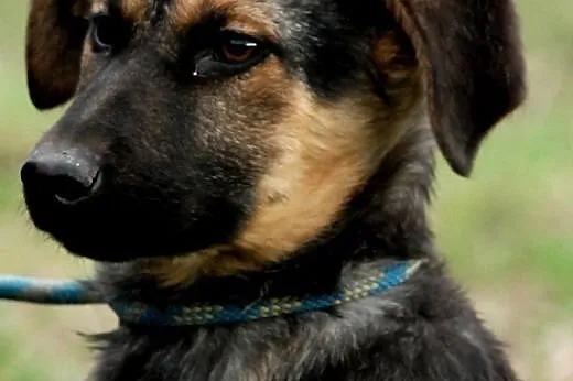 Gajunia szczeniak mix owczarek 4 mce ADOPCJA,  mał