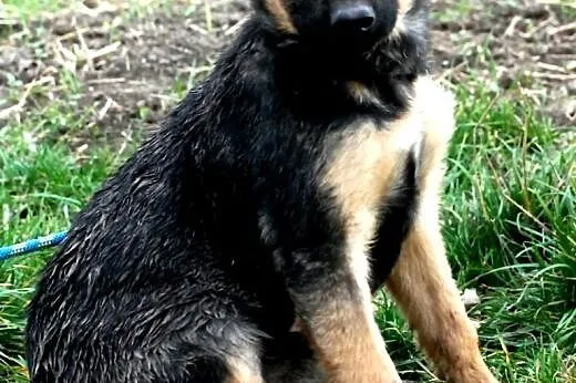 Gajunia szczeniak mix owczarek 4 mce ADOPCJA,  mał