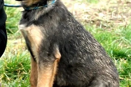 Gajunia szczeniak mix owczarek 4 mce ADOPCJA,  mał