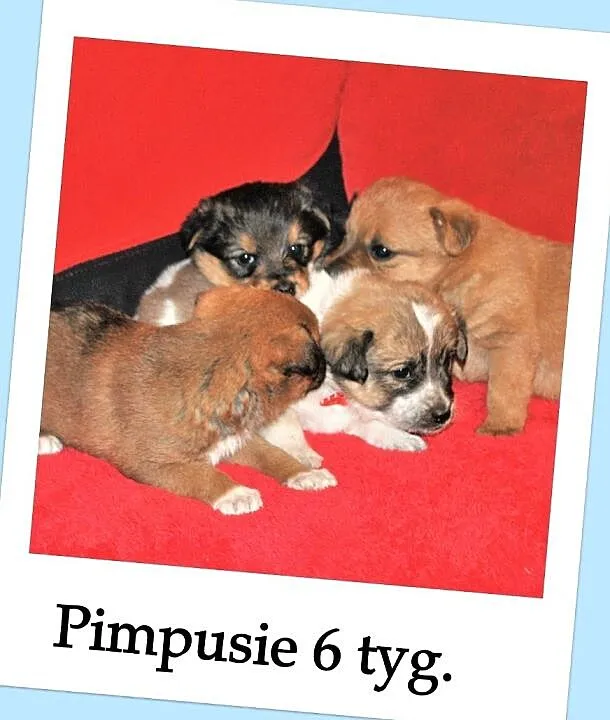5 tyg. szczeniaczki PIMPUSIE,2 sunie, 6 piesków,docelowo średnie.Adopcja., Małopolskie, Kraków