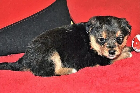 5 tyg. szczeniaczki PIMPUSIE,2 sunie, 6 piesków,docelowo średnie.Adopcja., Małopolskie, Kraków