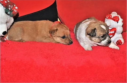 5 tyg. szczeniaczki PIMPUSIE,2 sunie, 6 piesków,docelowo średnie.Adopcja., Małopolskie, Kraków
