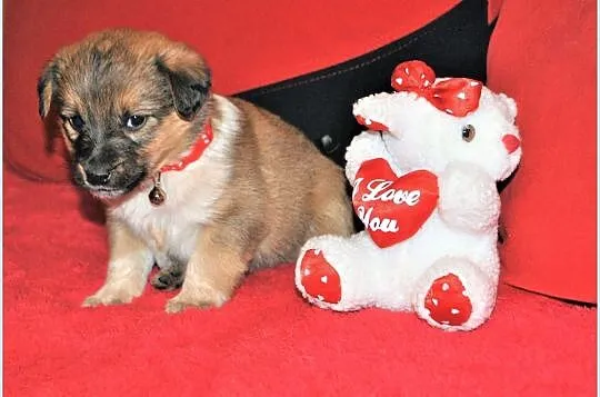 5 tyg. szczeniaczki PIMPUSIE,2 sunie, 6 piesków,docelowo średnie.Adopcja., Małopolskie, Kraków