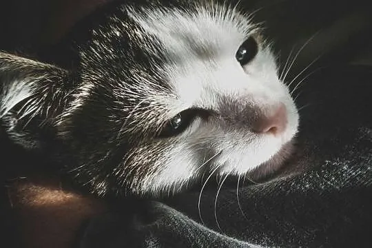 KOT: Cypisek szuka domu, Łódzkie, Piotrków Trybunalski