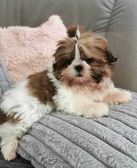 Szczenięta rasy Shih Tzu, Podkarpackie, Lubatowa