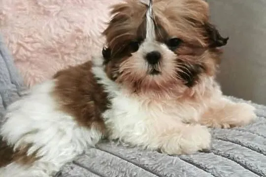 Szczenięta rasy Shih Tzu, Podkarpackie, Lubatowa