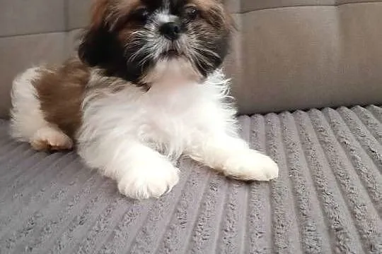 Szczenięta rasy Shih Tzu, Podkarpackie, Lubatowa