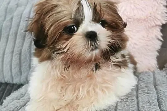 Szczenięta rasy Shih Tzu, Podkarpackie, Lubatowa