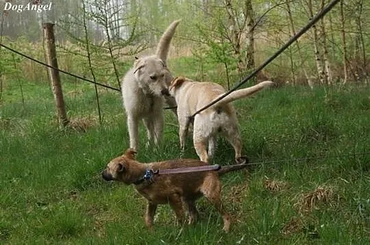 Młoda, łagodna Elza pilnie szuka domu