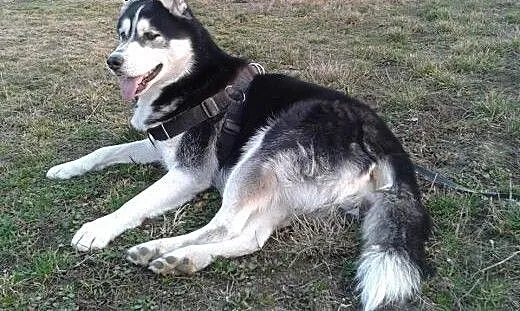 ARES- miły i przyjazny pies husky do adopcji, świ