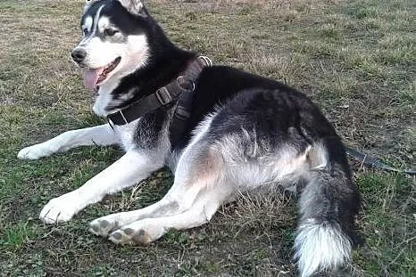 ARES- miły i przyjazny pies husky do adopcji,  świ