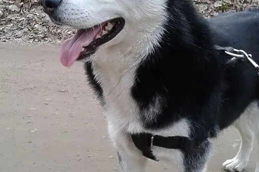 ARES- miły i przyjazny pies husky do adopcji,  świ