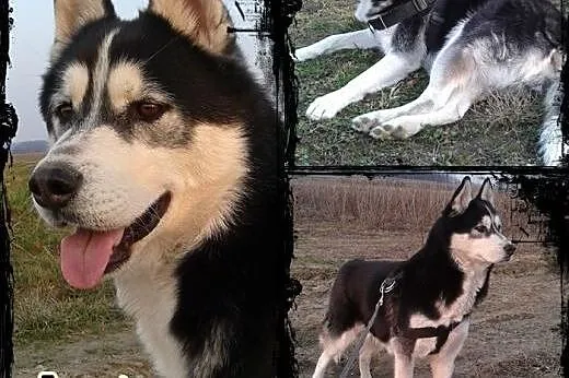 ARES- miły i przyjazny pies husky do adopcji,  świ