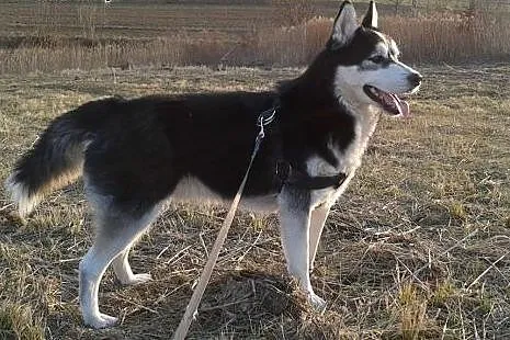 ARES- miły i przyjazny pies husky do adopcji,  świ