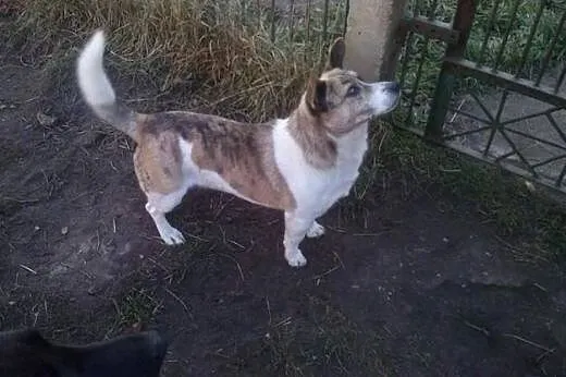 Browarek, mały dwuletni psiak,  łódzkie Piotrków T