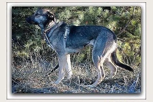 NIKA,20kg,średnia,łagodna,sterylizowana suczka.ADOPCJA
