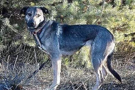 NIKA,20kg,średnia,łagodna,sterylizowana suczka.ADOPCJA, Łódzkie, Łódź