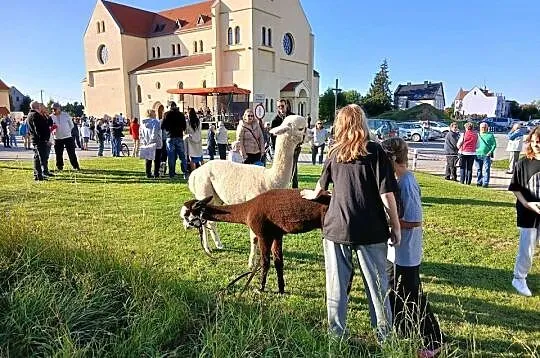 Sprzedam alpaki do dobrego domu, Dolnośląskie, Grzymalin
