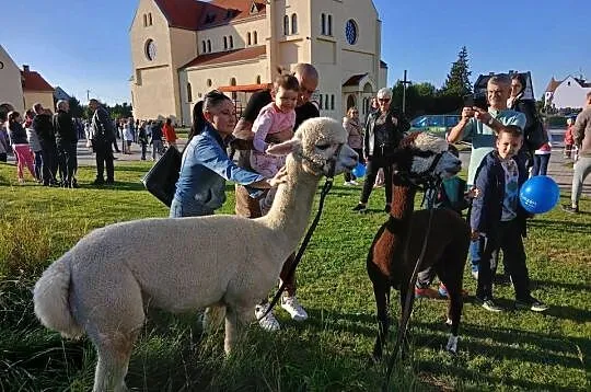 Sprzedam alpaki do dobrego domu, Dolnośląskie, Grzymalin