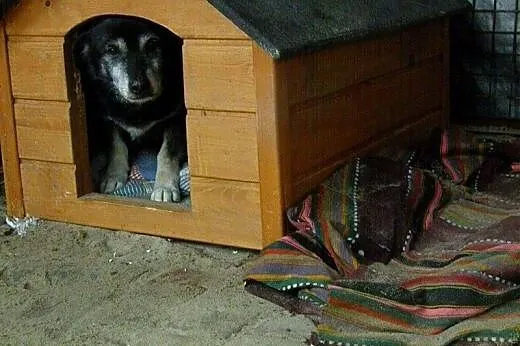 Miś wspaniały piesek potrzebuje kochającego domku,