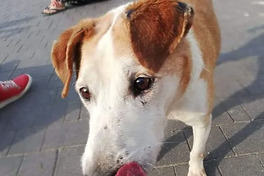 Edzio - pies jak marzenie :), Mazowieckie, Warszawa