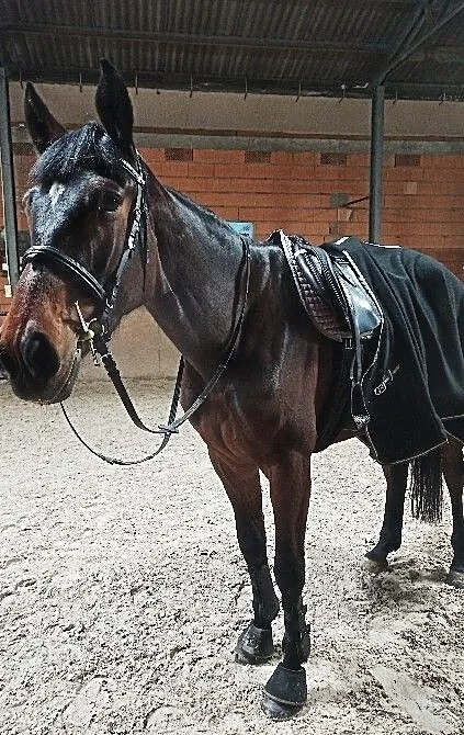 Sprzedam młodą klacz do małego sportu. Pilnie!, ,