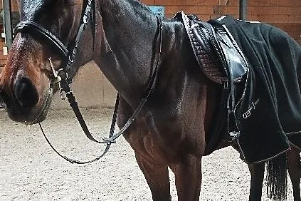 Sprzedam młodą klacz do małego sportu. Pilnie!, , 