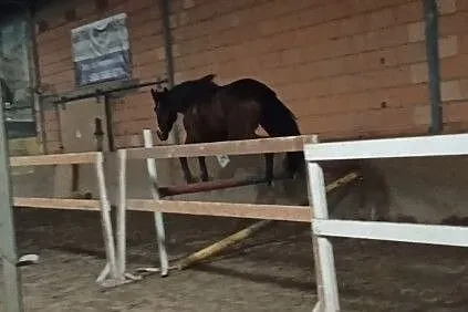 Sprzedam młodą klacz do małego sportu. Pilnie!, , 