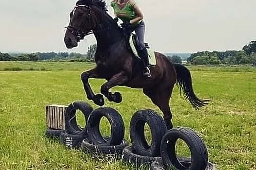 Sprzedam młodą klacz do małego sportu. Pilnie!, , 