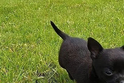 Chihuahua piękny czarny piesek mini rodowód ZKwP F, Warka