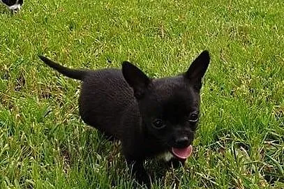 Chihuahua piękny czarny piesek mini rodowód ZKwP F, Warka