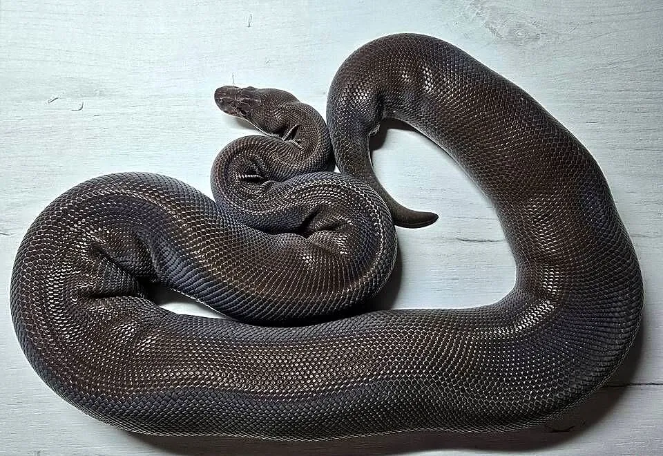 Wąż pyton królewski, python regius samica, Dolnośląskie, Wrocław