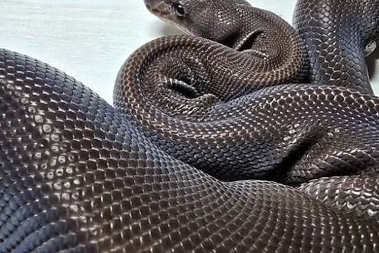 Wąż pyton królewski, python regius samica, Dolnośląskie, Wrocław