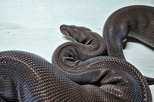 Wąż pyton królewski, python regius samica, Dolnośląskie, Wrocław