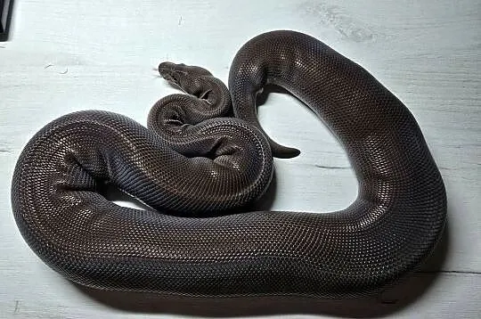 Wąż pyton królewski, python regius samica, Dolnośląskie, Wrocław