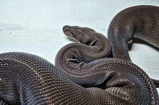 Wąż pyton królewski, python regius samica, Dolnośląskie, Wrocław
