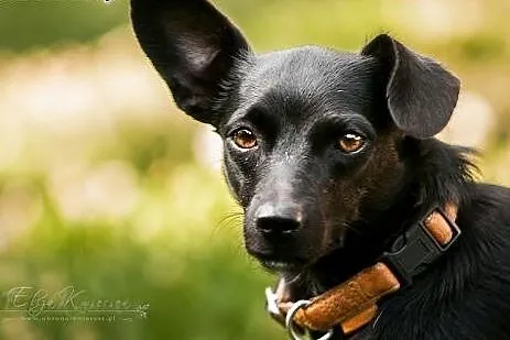 ZETKA – młoda, mini sunia do ADOPCJI.,  mazowieckie Warszawa